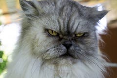 Сердитый, злий серый кот с несчастным выражением, поднимающие вверх портрета близкие, стоковое изображение rf Сердитый, злий серый кот с несчастным выражением, поднимающие вверх портрета близкие, стоковое изображение rf