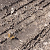 Серебр-помытый рябчик Бабочка paphia Argynnis стоковая фотография Серебр-помытый рябчик Бабочка paphia Argynnis стоковая фотография
