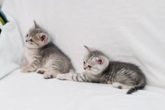 Серые котята играя на белой софе стоковое изображение rf Серые котята играя на белой софе стоковое изображение rf