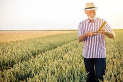 Серые с волосами старшие шарики пшеницы agronomist или фермера измеряя перед сбором стоковые фото Серые с волосами старшие шарики пшеницы agronomist или фермера измеряя перед сбором стоковые фото