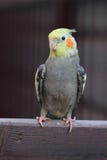 Серый и желтый попугай коктеиля стоит на деревянной доске стоковые фотографии rf Серый и желтый попугай коктеиля стоит на деревянной доске стоковые фотографии rf