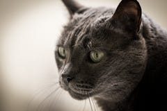 Серый кот стоковые изображения Серый кот стоковые изображения