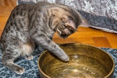 Серый кот касается воде стоковые изображения Серый кот касается воде стоковые изображения