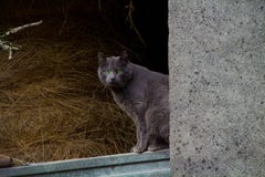 Серый кот с зелеными глазами смотря камеру стоковое изображение rf Серый кот с зелеными глазами смотря камеру стоковое изображение rf