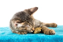 Серый котенок tabby лежа на поверхности голубого плюша мягкой стоковые фото Серый котенок tabby лежа на поверхности голубого плюша мягкой стоковые фото