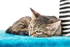 Серый котенок tabby лежа на поверхности голубого плюша мягкой стоковые фотографии rf Серый котенок tabby лежа на поверхности голубого плюша мягкой стоковые фотографии rf