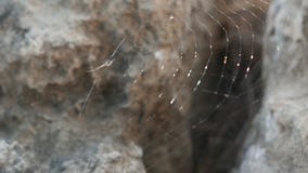 Сеть паука между камнями акции видеоматериалы Сеть паука между камнями акции видеоматериалы