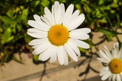 сибирская хризантема обочиной стоковая фотография rf сибирская хризантема обочиной стоковая фотография rf