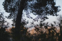 Сидеть птицы гордый, обозревающ взгляд на городе Барселоны стоковые фото Сидеть птицы гордый, обозревающ взгляд на городе Барселоны стоковые фото