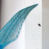 Сидя муха и отбрасывая swatter мухы стоковое фото Сидя муха и отбрасывая swatter мухы стоковое фото