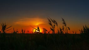 Силуэт травы на заходе солнца в поле стоковые изображения rf Силуэт травы на заходе солнца в поле стоковые изображения rf
