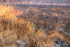 Сильный огонь распространяет в порывах ветра через сухую траву стоковые фотографии rf Сильный огонь распространяет в порывах ветра через сухую траву стоковые фотографии rf
