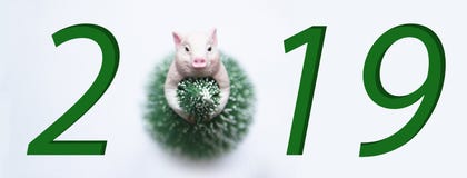 Символ позолоты Нового Года 2019 в платье рождественской елки на белой улыбке предпосылки стоковое изображение Символ позолоты Нового Года 2019 в платье рождественской елки на белой улыбке предпосылки стоковое изображение