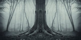 Симметричное пугающее дерево в лесе с туманом стоковые изображения Симметричное пугающее дерево в лесе с туманом стоковые изображения