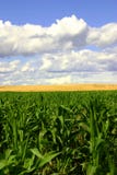 синь fields небеса зеленого цвета ii золота стоковое изображение rf синь fields небеса зеленого цвета ii золота стоковое изображение rf