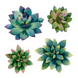 Синь 4 и зеленые растения succulents иллюстрация штока Синь 4 и зеленые растения succulents иллюстрация штока