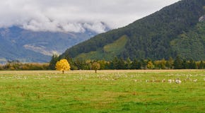 Сиротливое дерево Wanaka, Новая Зеландия стоковое фото rf Сиротливое дерево Wanaka, Новая Зеландия стоковое фото rf