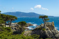 Сиротливые Cypress, Кармен и Монтерей, Калифорния, США стоковое фото Сиротливые Cypress, Кармен и Монтерей, Калифорния, США стоковое фото