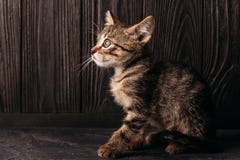 Сиротливый коричневый котенок сидит на темной предпосылке стоковые изображения rf Сиротливый коричневый котенок сидит на темной предпосылке стоковые изображения rf