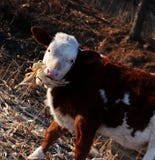 Скотины; вол; фамилия; moggy; moo-корова стоковые фото Скотины; вол; фамилия; moggy; moo-корова стоковые фото