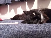 Славное черное/белое ragdoll стоковая фотография rf Славное черное/белое ragdoll стоковая фотография rf