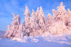 Славные переплетенные деревья предусматриванные с толстым слоем снега просвещают розовый покрашенный заход солнца в красивом зимн стоковое изображение rf Славные переплетенные деревья предусматриванные с толстым слоем снега просвещают розовый покрашенный заход солнца в красивом зимн стоковое изображение rf