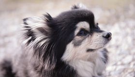 Сладкий чихуахуа младенца на том основании стоковое фото rf Сладкий чихуахуа младенца на том основании стоковое фото rf