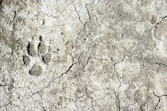 След ноги собаки на земле стоковые изображения rf След ноги собаки на земле стоковые изображения rf