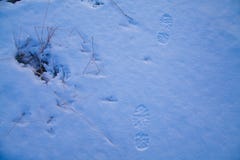 Следы ноги человека выведенные на конец-вверх поверхности снега стоковые фото Следы ноги человека выведенные на конец-вверх поверхности снега стоковые фото