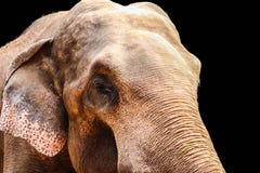 Слон изолированный на черной предпосылке стоковые изображения Слон изолированный на черной предпосылке стоковые изображения