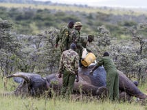 Слон поврежденный poachers, получая обработку для того чтобы извлечь выстрел стоковые фотографии rf Слон поврежденный poachers, получая обработку для того чтобы извлечь выстрел стоковые фотографии rf