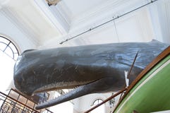 Смертная казнь через повешение кита в натуральную величину модельная от потолка Стоковые Фотографии RF Смертная казнь через повешение кита в натуральную величину модельная от потолка Стоковые Фотографии RF
