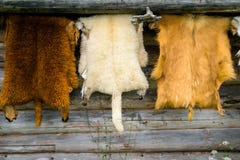 Смертная казнь через повешение меха диких животных на деревянной домашней стене снаружи стоковая фотография rf Смертная казнь через повешение меха диких животных на деревянной домашней стене снаружи стоковая фотография rf