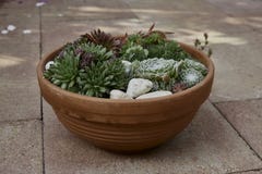 Смешивание succulents в гончарне терракоты стоковые фото Смешивание succulents в гончарне терракоты стоковые фото