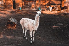 Смешная белая лама стоит в zoo& x27; aviary и взгляды s вперед, день осени солнечный, область Калининграда стоковое изображение Смешная белая лама стоит в zoo& x27; aviary и взгляды s вперед, день осени солнечный, область Калининграда стоковое изображение