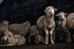 Смешное стадо овец Merino смотря пытливый стоковая фотография rf Смешное стадо овец Merino смотря пытливый стоковая фотография rf