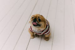Смешной и милый pekinese стоковая фотография Смешной и милый pekinese стоковая фотография