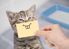 Смешной кот с сумасшедшей улыбкой сидя около чистого туалета стоковая фотография rf Смешной кот с сумасшедшей улыбкой сидя около чистого туалета стоковая фотография rf