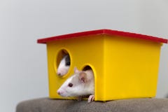 2 смешных белых и серых прирученных любопытных хомяка mouses с сияющими глазами смотря из яркого желтого окна клетки Держать друз стоковые фото 2 смешных белых и серых прирученных любопытных хомяка mouses с сияющими глазами смотря из яркого желтого окна клетки Держать друз стоковые фото