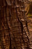 Сморщенная, Gnarled кора, Nikko Япония стоковые изображения Сморщенная, Gnarled кора, Nikko Япония стоковые изображения