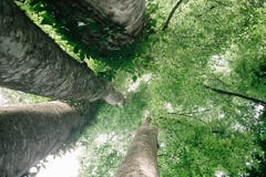 Смотреть вверх в высокорослые деревья бука в естественном лесе стоковая фотография rf Смотреть вверх в высокорослые деревья бука в естественном лесе стоковая фотография rf