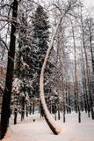 Снег предусматривал дерево с изогнутой зимой хобота стоковое изображение Снег предусматривал дерево с изогнутой зимой хобота стоковое изображение