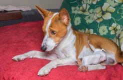Собака Basenji при сломленные перевязанные задние ноги отдыхая на софе стоковые изображения rf Собака Basenji при сломленные перевязанные задние ноги отдыхая на софе стоковые изображения rf