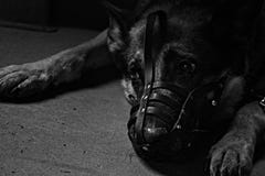 Собака BW B&W черно-белая одна грустная с намордником в укрытии собаки жалком стоковые изображения rf Собака BW B&W черно-белая одна грустная с намордником в укрытии собаки жалком стоковые изображения rf