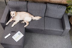 Собака Retriever лежа на софе с дистанционным управлением, газетой и eyeglasses ТВ Стоковая Фотография Собака Retriever лежа на софе с дистанционным управлением, газетой и eyeglasses ТВ Стоковая Фотография