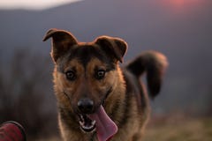 Собака бежать к нему владелец стоковое фото Собака бежать к нему владелец стоковое фото