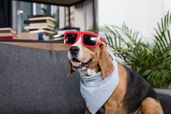 Собака бигля в красных солнечных очках и bandana сидя на софе Стоковая Фотография RF Собака бигля в красных солнечных очках и bandana сидя на софе Стоковая Фотография RF