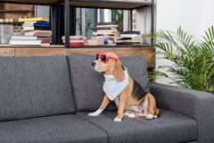 Собака бигля в красных солнечных очках и bandana сидя на софе Стоковые Изображения Собака бигля в красных солнечных очках и bandana сидя на софе Стоковые Изображения