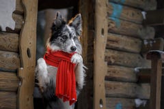 Собака в красном шарфе на деревянном доме зима Коллиы граници Любимец на прогулке стоковая фотография rf Собака в красном шарфе на деревянном доме зима Коллиы граници Любимец на прогулке стоковая фотография rf