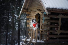 Собака в красном шарфе на деревянном доме зима Коллиы граници Любимец на прогулке стоковое изображение rf Собака в красном шарфе на деревянном доме зима Коллиы граници Любимец на прогулке стоковое изображение rf